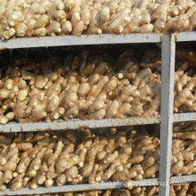 Good Quality Fresh Ginger for EU Market